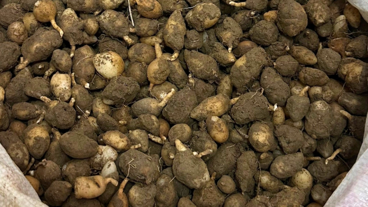 İzinsiz salep orkidesi toplayan kişiye 699 bin lira ceza